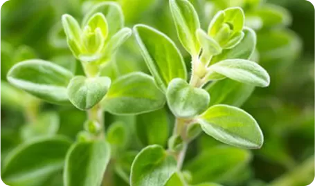 Purslane Extract